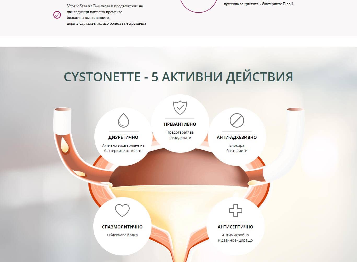 Cystonette 5